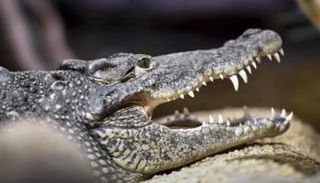 تمساح- أرشيفية