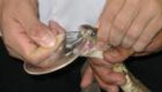 جسم مضاد يساعد سم الثعبان على غزو الجسم.. لغز يبحث عن حل (خاص)