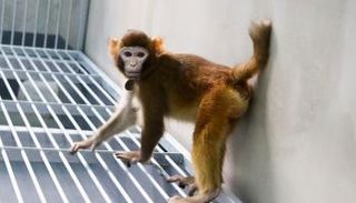 قرد "مكاك ريسوسي" المستنسخ