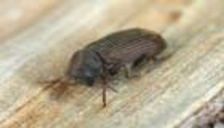 كيفية التخلص من سوس الخشب.. وما هي أنواعه وأسباب الإصابة به؟