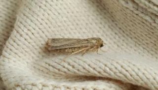 كيفية التخلص من حشرة العتة