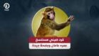 قرد صيني مستنسخ عمره عامان وبصحة جيدة