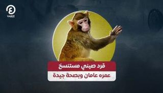 قرد صيني مستنسخ عمره عامان وبصحة جيدة