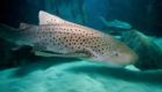 مختفية منذ 10 سنوات.. رصد سمكة نادرة مهددة بالانقراض