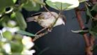 قصة طيور لم يتبق منها سوى 5.. وإعداد «سفينة نوح» لحمايتها من الانقراض