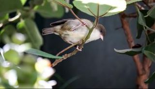 طير أكيكيكي - أرشيفية