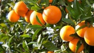 محصول البرتقال بنابل التونسية