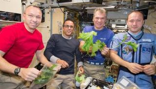 الخس الفضائي تستعمره بكتيريا الإشريكية القولونية والسالمونيلا