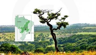 منطقة سيرادو بالبرازيل