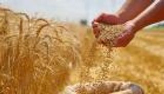 مصر تقتنص صفقة قمح ضخمة.. 3.12 مليون طن من البحر الأسود