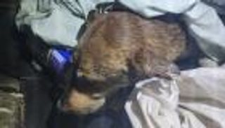 خاطر بحياته لإنقاذ كلب.. مَن هو «بطل حلوان» المصري؟