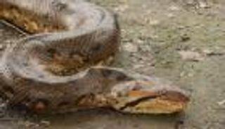 فيديو مثير.. برازيلي يلجأ لعض ثعبان أناكوندا لإنقاذ نفسه