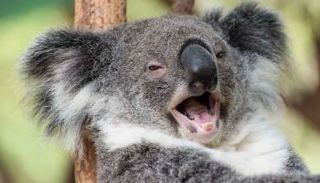 حيوان الكوالا ـ تعبيرية