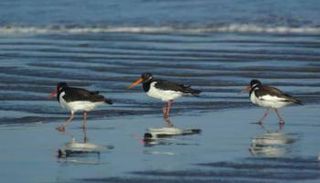 طيور مهاجرة تهبط في اليمن