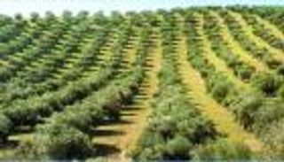 استبشار في تونس بموسم زيت الزيتون.. 340 ألف طن ترسم البسمة على الوجوه