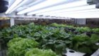 الاستثمارات الإماراتية في قطاع الزراعة.. قوة دافعة ترسخ استدامة التنمية