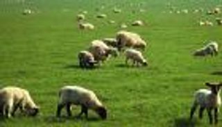 قطيع من الأغنام يتألق في الانزلاق الجبلي بجنوب أفريقيا