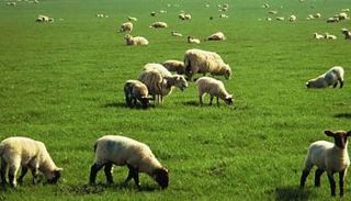 قطيع أغنام - أرشيفية