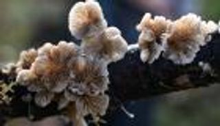 فطريات من أجل التنوع الحيوي.. بارقة أمل في كوب 16