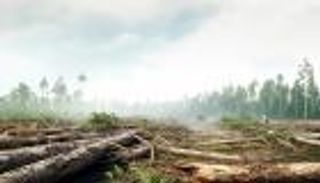 إزالة غابات إندونيسيا.. ما هو الكنز الأخضر الذي تبحث عنه الدول الكبرى؟