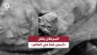 السرطان يقتل «أسمن قط في العالم»