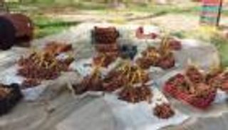 تونس تحتل مرتبة متقدمة في تصدير التمور عالمياً.. عائدات سنوية قياسية