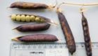 في ذكرى اكتشاف مقبرته.. حل لغز بازلاء الملك توت (خاص)