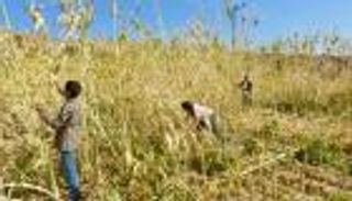 موسم الحصاد في اليمن.. تراجع الإنتاج يفاقم أزمات المزارعين