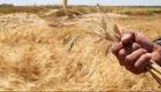 أسعار الغذاء العالمية تسجل أعلى مستوى في 18 شهرا.. ما السبب؟