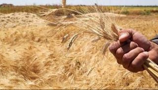 مزارع يقبض على سنبلات القمح