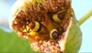 اكتشاف علمي مذهل قد يساعد في مواجهة تأثيرات الكحول على الجسم