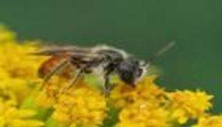 نوع جديد من النحل البري في النمسا.. فتّش عن التغير المناخي