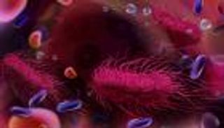 كيف تخدع السالمونيلا الجسم وتتغلب على البكتيريا النافعة؟