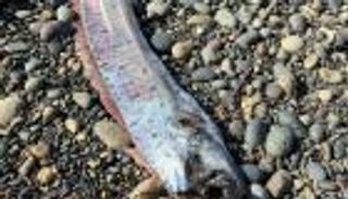 سمكة «يوم القيامة» تثير الذعر في كاليفورنيا.. الظهور الثاني خلال 3 شهور