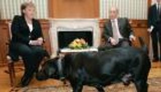 « لابرادور» تدفع بوتين  للاعتذار مجددا لميركل: كنت أقصد تلطيف الأجواء