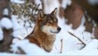 «ذئاب أوروبا» تواجه مصيرا مجهولا