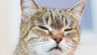 &laquo;الابتسامة&raquo;.. أحدث طريقة لتعزيز التواصل مع القطط