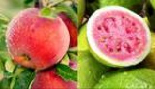 الجوافة أم التفاح.. أيهما يناسب احتياجاتك الصحية؟