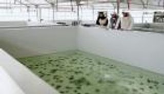 الإمارات.. أول مشروع في المنطقة لاستزراع لؤلؤ محار المياه العذبة