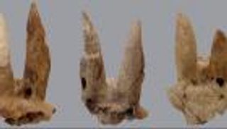 العثور على أغنام معدلة قرونها في مقابر ملكية مصرية قديمة