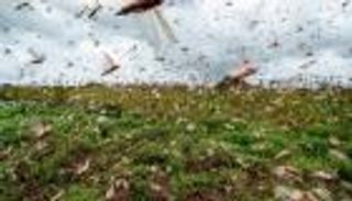 جندي جديد يدخل الحرب ضد «الجراد المرعب»