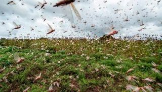 سراب واحد من الجراد يستهلك طعاما يكفي لإطعام 35 ألف شخص في يوم واحد