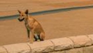 «اعتداء على كلب وسب سيدة».. حل لغز الفيديو المثير للجدل في مصر 