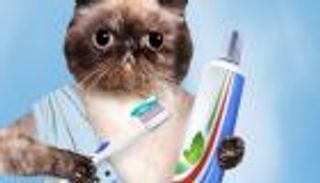 لماذا لا تحتاج الحيوانات إلى تنظيف أسنانها؟ 