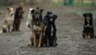 العوامل التي تؤثر على التنوع الجيني في كلاب تشيرنوبل