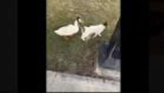 «كبلز الخُبر».. صداقة قطة وبطة تثير ضجّة في السعودية (فيديو)