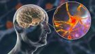 الكافيين يزيد إنتاجه.. إنزيم يحفظ شباب الدماغ 