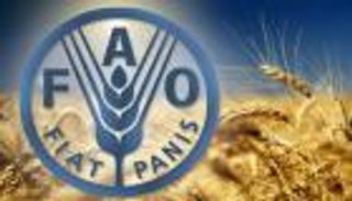 «الفاو» تؤكد انخفاض أسعار الغذاء عالمياً.. لماذا لم تتراجع محلياً؟