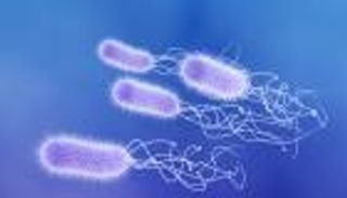 علماء يواجهون مسببات الأمراض القاتلة بـ«فيروسات مصنعة»