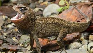 السحلية تنتمي إلى نوع "إنياليودس ديكينسوني"